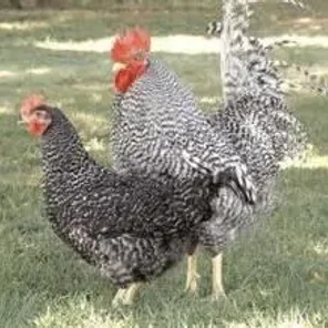 Ovambos