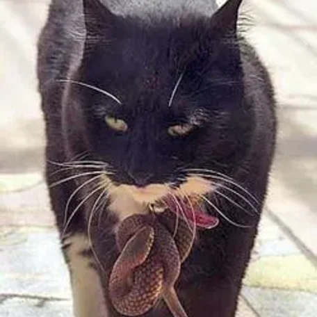 Snake bite and your Pets! Danger!