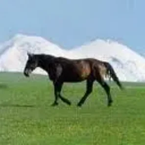 Kabarda