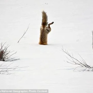 Animals in Winter We Domesticate