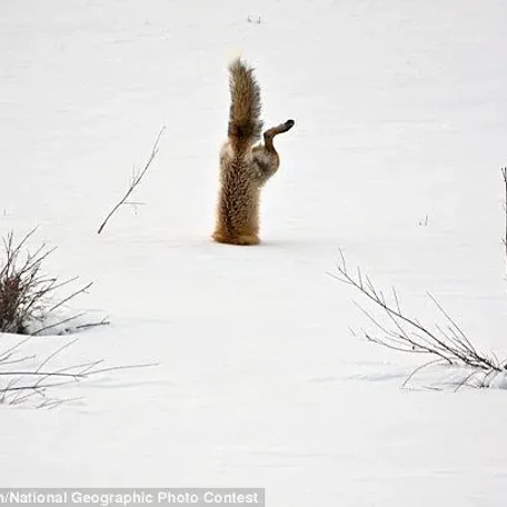 Member pets in Winter