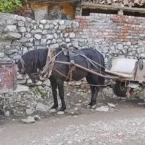 Albanian