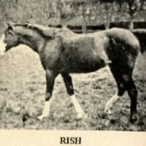 Rish