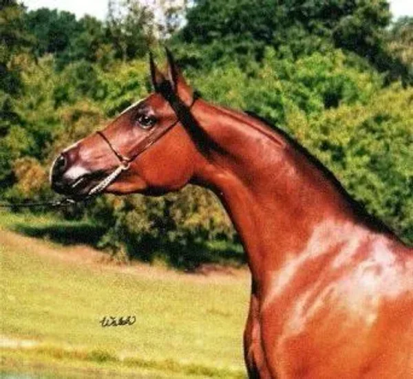 Prophecys Katrina
