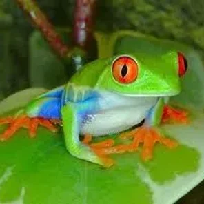 Frog Kisser