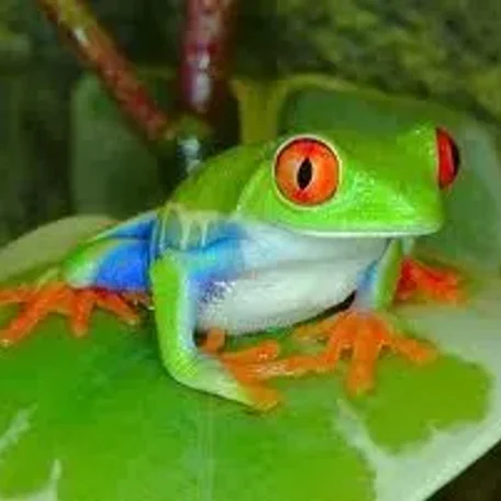Frog Kisser