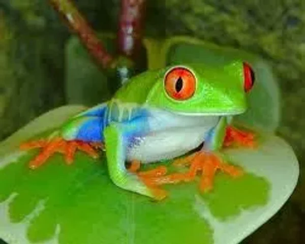Frog Kisser