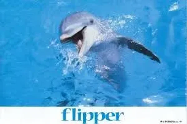 Flipper