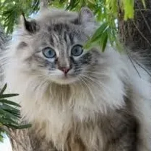 ANTOINETTE
