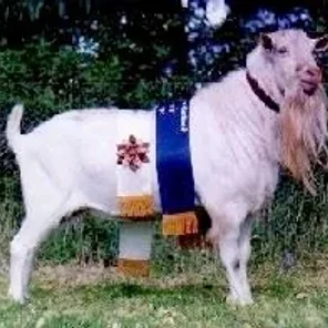Saanen Goat