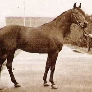 Elfur