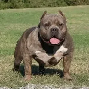 American Bully