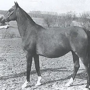 Zamiec