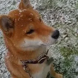 Animals in Winter We Domesticate