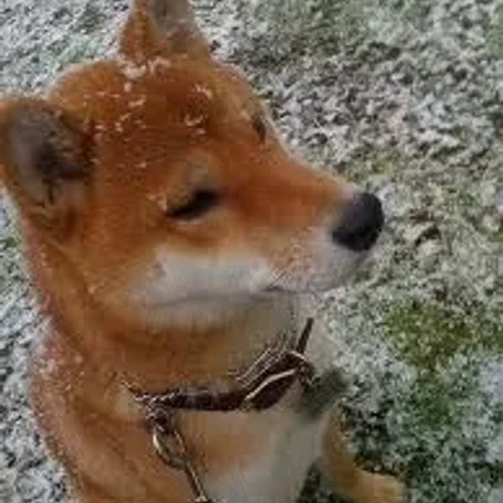 More Snowy Pets of Members