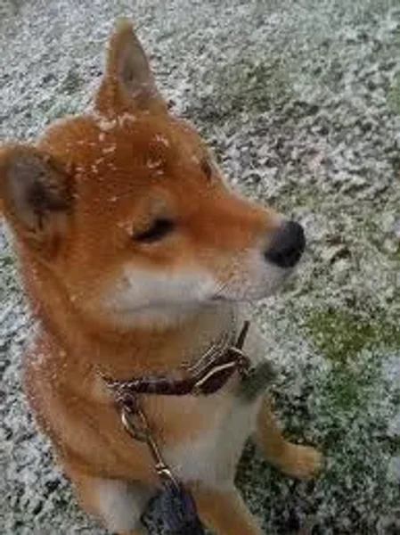 More Snowy Pets of Members