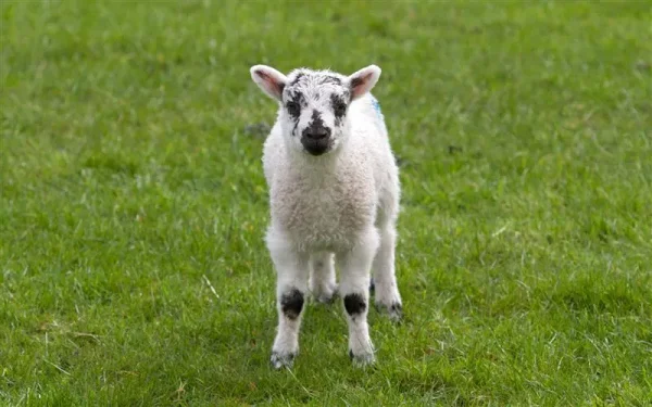 Shy Sheep