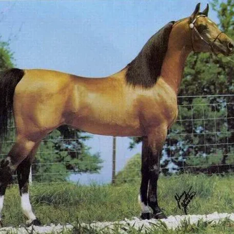 
          Photo by Luxemere Arabians
        