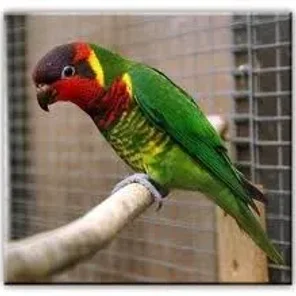 Ornate Lorikeet