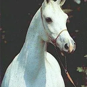WENERA
