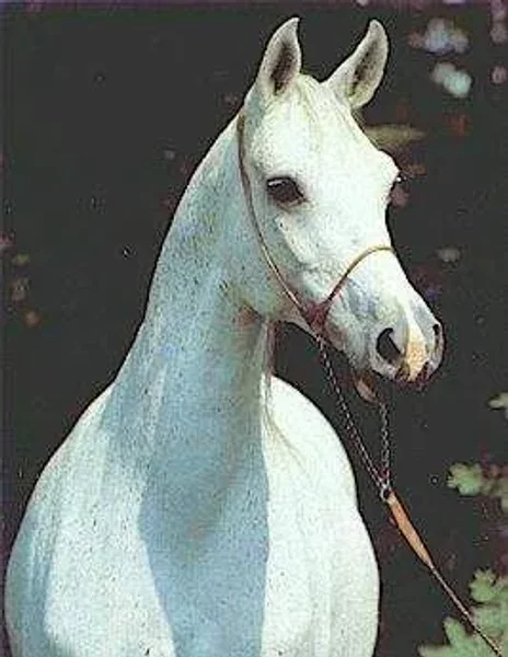 WENERA