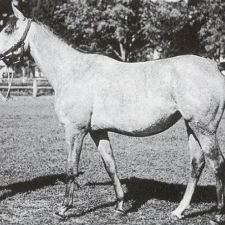 FEDERACJA (Burgas x Koalicja by Koheilan IV) ~ Dam of *Witez II