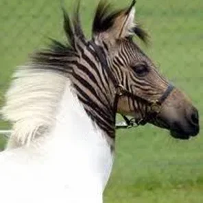 Zebroid