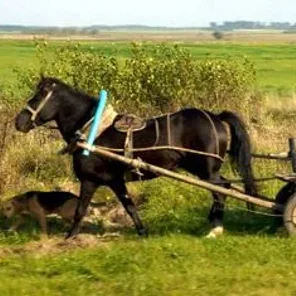 Byelorussian Harness