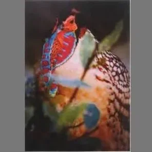 White-eared Pheasant