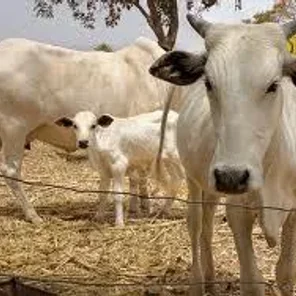 White Fulani