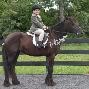 Ponies for Sale-If I Want a Pony, Where Do I Start?