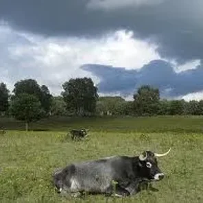 Tudanca