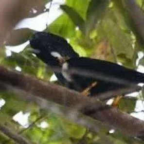 Helmeted Myna