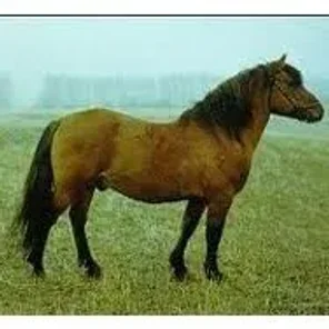 Bashkir