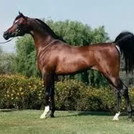 Ali Jamaal