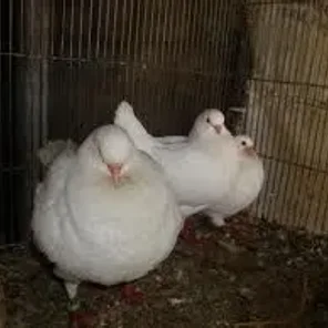King Pigeon