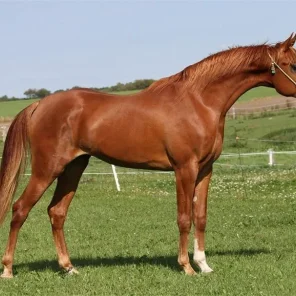 RP Garibaldi