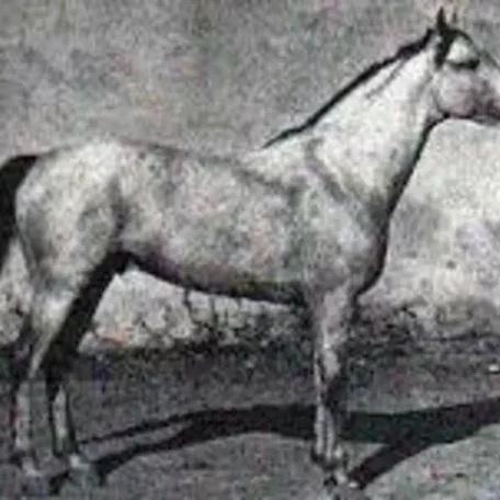 Van-Dyck