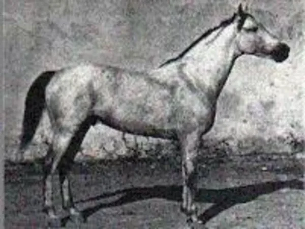 Van-Dyck