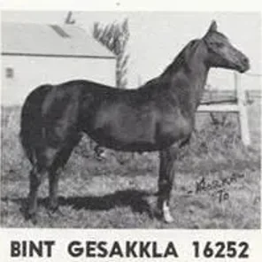 BINT GESAKKLA
