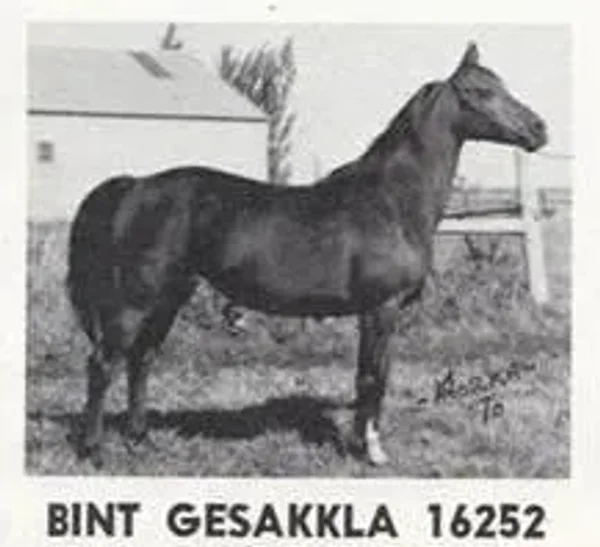 BINT GESAKKLA