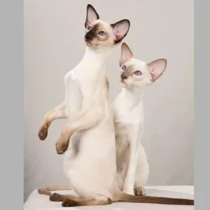 Siamese