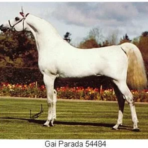 Gai Parada+++