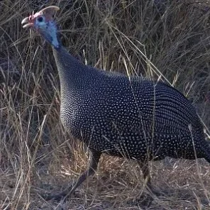 Guineafowl