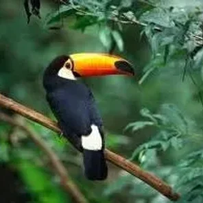 Toco Toucan