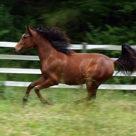 Galaksy (Aria Egzalt x Sundaes Klassy Toon) 2013 Purebred sabino Arabian