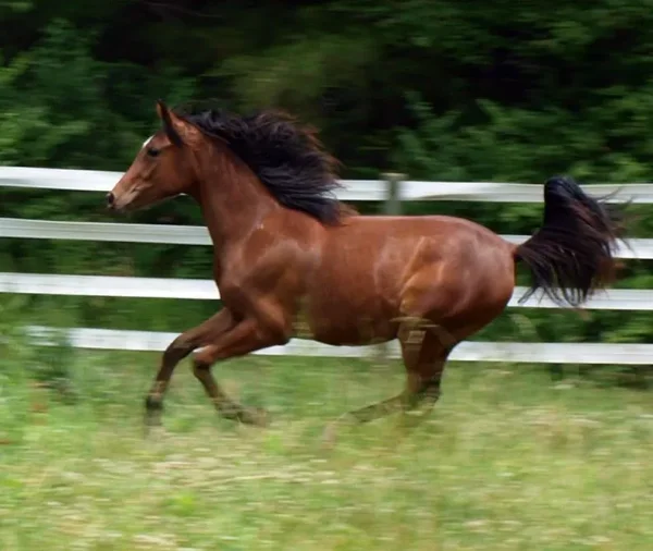 Galaksy (Aria Egzalt x Sundaes Klassy Toon) 2013 Purebred sabino Arabian