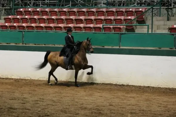 Morgan Southern States Regional Show
