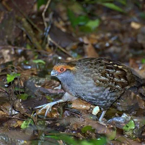 Spot-winged Wood Quail