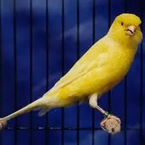 Border Canary
